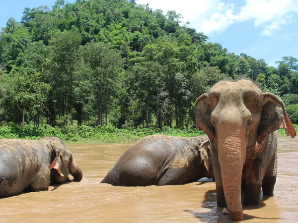 MEJOR VIAJE DE LUJO EN TAILANDIA DE 11 DÍAS